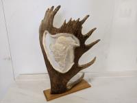 Antler with Buffalo Carving By D.  Halitsky 