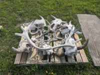 Assorted Animal Skulls and Antlers
