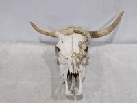 Cow Skull