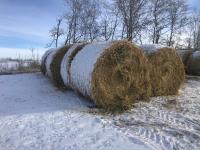 (10) 5 Ft X 6 Ft Round Oat Green Feed Bales