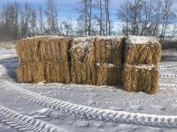 (10) 32 Inch X 32 Inch X 9 Ft Big Square Oat Green Feed Bales