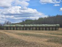 (36) 68- 69 Inch Oat Round Bales