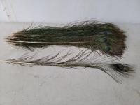 Qty of Peacock Plumes