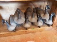 (7) 2 Ft Canada Goose Decoys