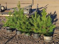 Qty of (5) 2-3 Ft Spruce Trees