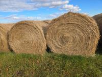 (34) Round Bales of Meadow Foxtail/Clover Mix Hay Bales