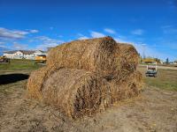 (10) 5X5 Oat Green Feed Round Bales