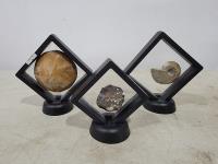 (3) Fossils in Floating Display Frames